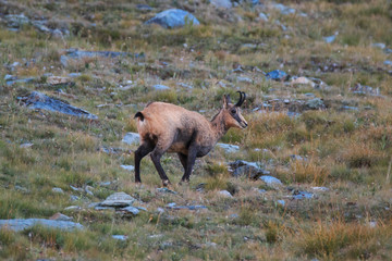 Camoscio (Rupicapra rupicapra) in alta Valnontey, nel Parco Nazionale del Gran Paradiso