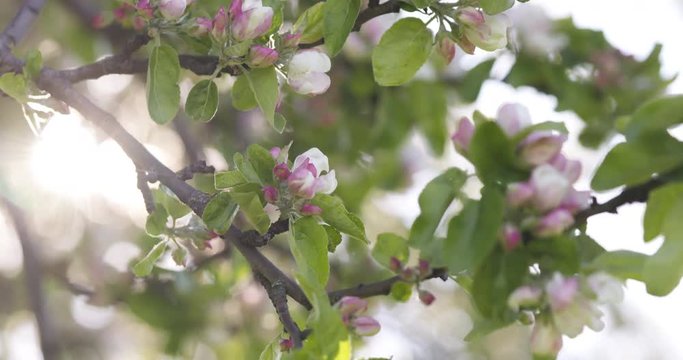Slow motion focus pull of blossoming apple tree in a garden