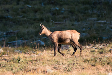 Camoscio (Rupicapra rupicapra) in alta Valnontey, nel Parco Nazionale del Gran Paradiso
