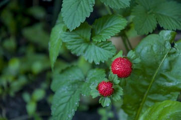 Wild rasp red strawberries with green leaves 
