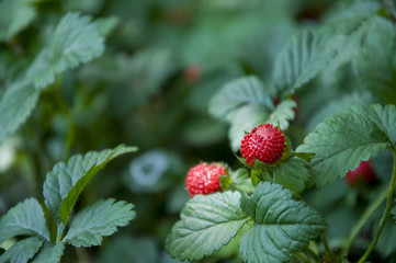 Wild rasp red strawberries with green leaves 