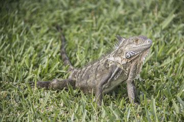 Lizzard in the green gras of the caribbean