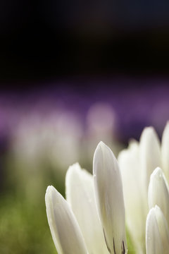 Crocus chrysanthus - a field of white and purple crocusses