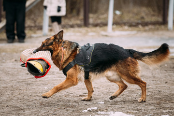 Purebred German Shepherd Young Dog Or Alsatian Wolf Dog. Attack 