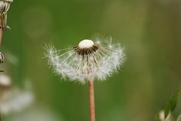Beautiful dandelion on a field in summer