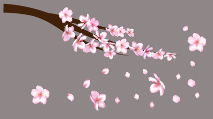 Realistic Cherry Branch Illustration Vector. Blooming Sakura, Apricot, Peach, Apple Twig Blossoms Petals Falling Down Isolated. Realistic Blossom Cherry Branch, Showering Petals, Wedding Decoration