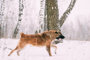 Caucasian Shepherd Dog Running Outdoor In Snowy Field At Winter 