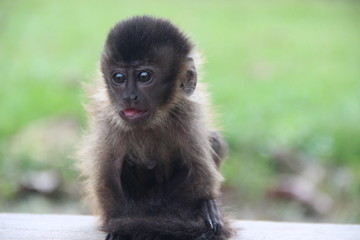 Somo vitimas assim como vocês nao transmito a febre amarela
