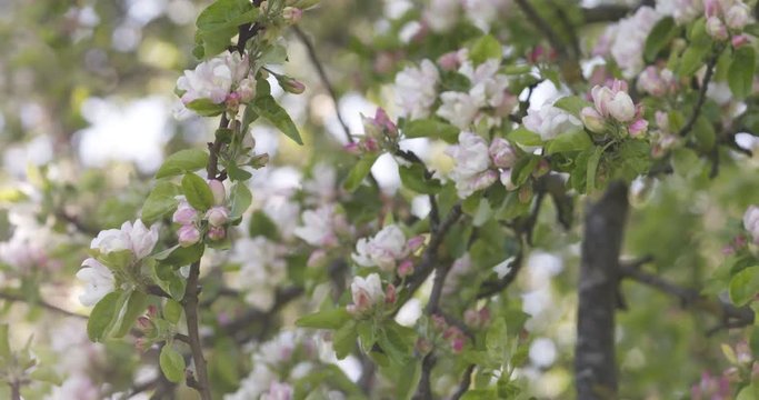 Slow motion focus pull of blossoming apple tree in a garden