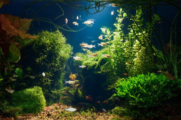 Underwater jungle in tropical fresh water aquarium with live dense red and green plants, different fishes and blue background in low key