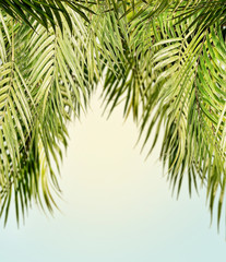 Tropical hanging coconut palm leaves at sunny sky background, summer background with copy space for design