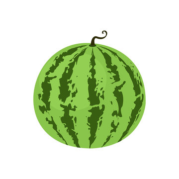 Vector illustration logo for whole green fruit watermelon, green stem. Watermelon pattern from natural sweet food. Eat tasty tropical fruits watermelons