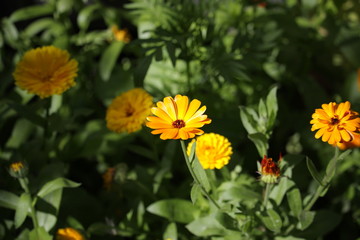 yellow flowers in the garden