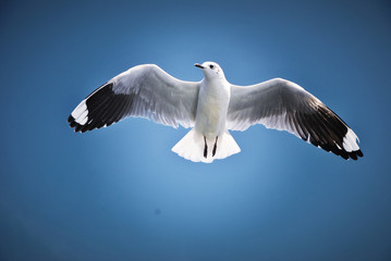 Gaviota