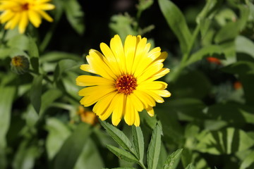 yellow flowers in the garden