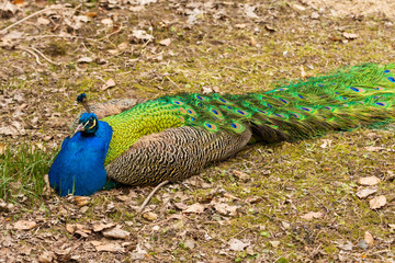 Obraz premium a big peacock with a blue chest lies on the ground