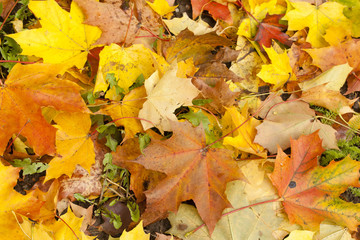 Beautiful autumn park with yellow maple leaves.