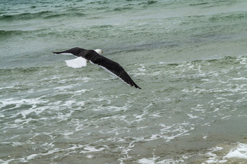 flying seagull with black feathers