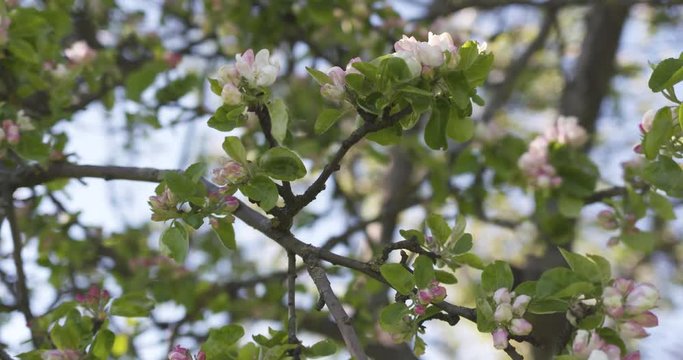 Slow motion handheld shot of blossoming apple tree in a garden