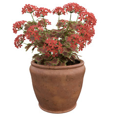 Flowers in pots