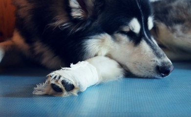 Tired Siberian Husky must stay inside with white bandage after injury on his leg