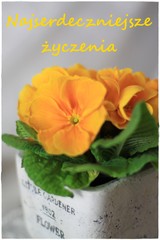 Kwiat w doniczce z życzeniami