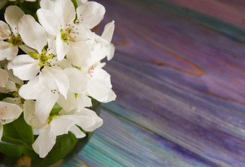 White apple blossoms in a bowl on a blue and pink background
