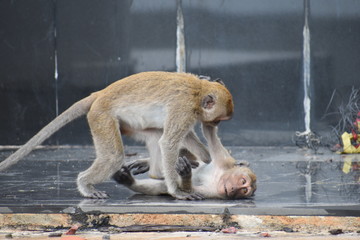Closeup of two fighting and playing monkeys in Hua Hin, Thailand
