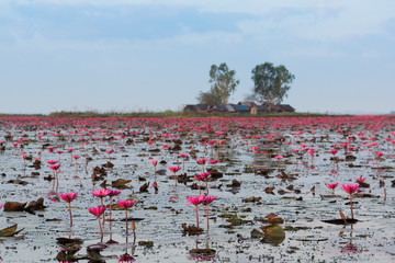 many red lotus blooming at Nonghan lake in morning light, The most popular tourist attractions at Udonthani Province, Thailand
