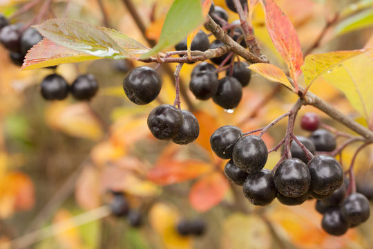 Black chokeberry Aronia melanocarpa fruit in the autumn garden. Close-up.