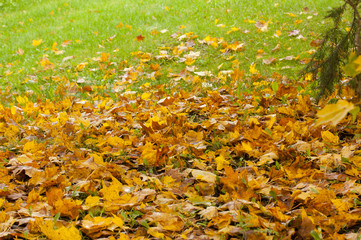 Beautiful autumn park with yellow maple leaves.