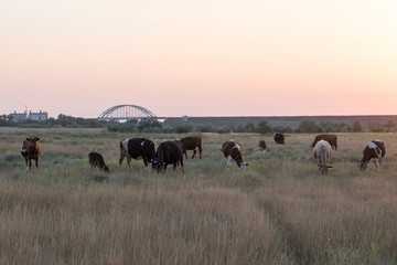herd of cows on a summer green field at sunset