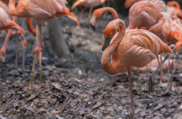 Pink big bird Greater Flamingo
