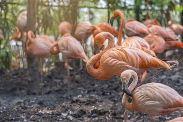 Group of Greater Flamingo