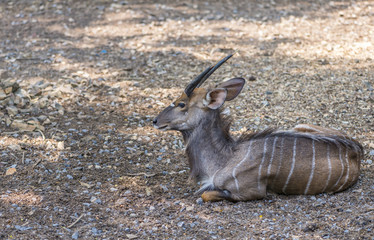 Young male Nyala in Thailand zoo.
