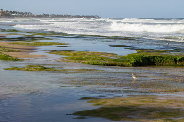 little bird on a Brazilian beach