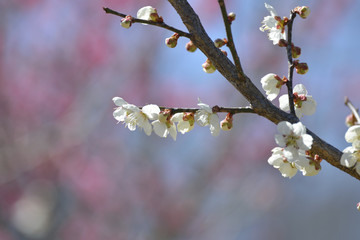 梅と青空