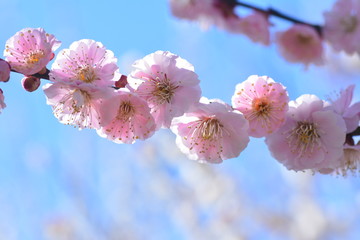梅　偕楽園