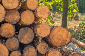 Fototapeta premium Stack of wood for timber