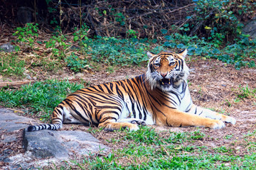 Fototapeta na wymiar Tigr Tiger