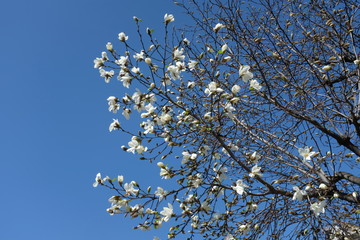 コブシの花