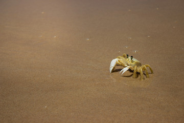 small yellow crab on the sand of a Brazilian beach