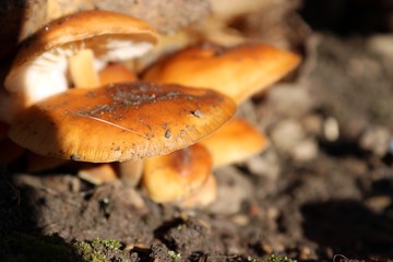 brown fungus and sunshine