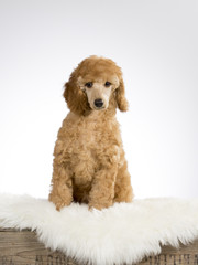 Poodle puppy in a studio with white background.