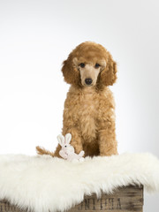 Poodle puppy in a studio with white background.