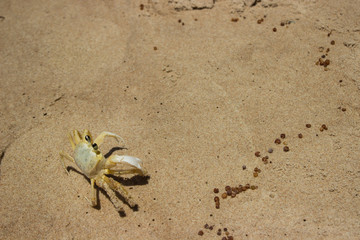 small yellow crab on the sand of a Brazilian beach