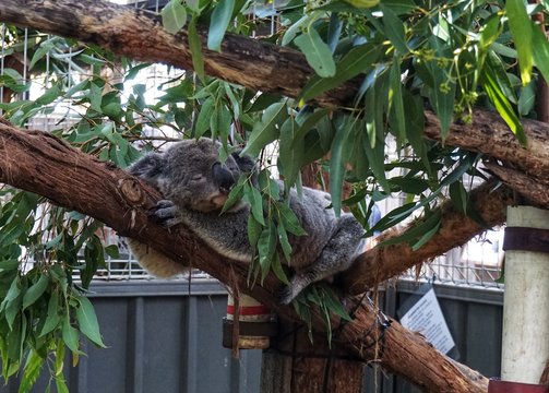 Müder Koala im Ast, Queensland, Australien