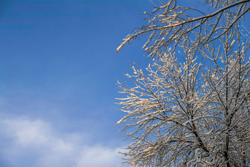 Branches covered with snow on blue sky background