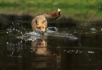 Red fox at the small pond
