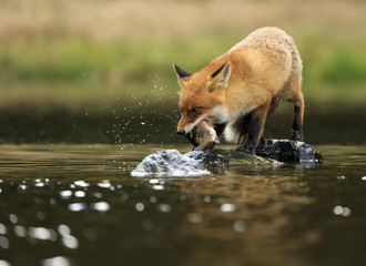 Red fox at the small pond